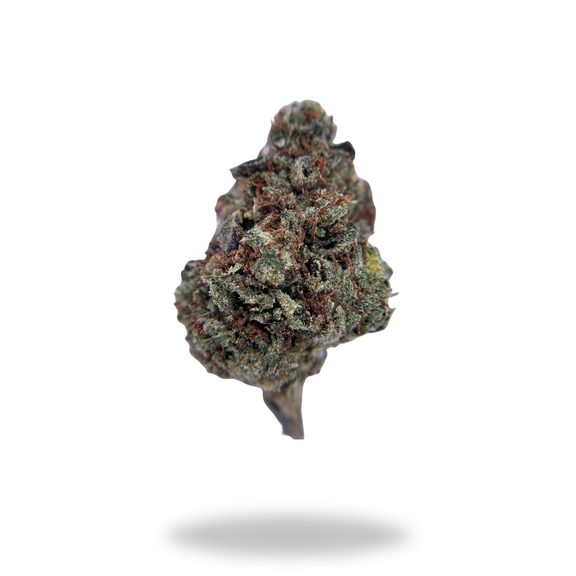 White Coconut Pie Legacy Farms Harvest Collection Flower Flower The Hemp Farmacy