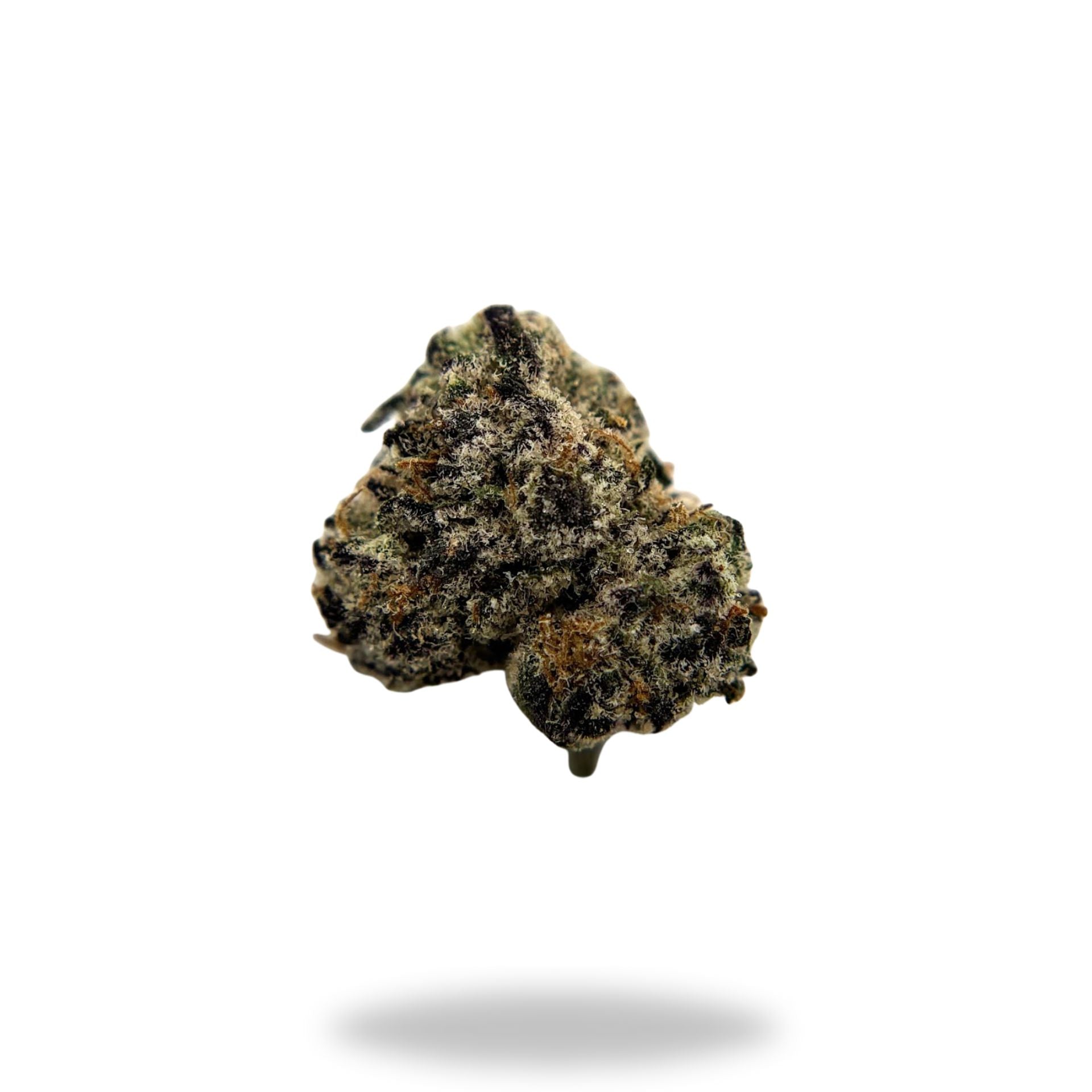 Black Velvet Legacy Farms Harvest Collection Flower Flower Legacy Farm's 